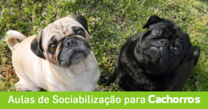 PUBLICACAO_animed_16_aulasS