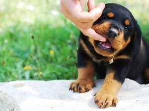 puppybiting