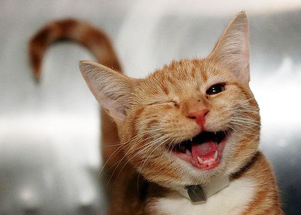 corona animal feliz